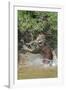 Jaguar male, hunting Capybara. Cuiaba River, Pantanal, Brazil-Jeff Foott-Framed Premium Photographic Print