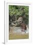 Jaguar male, hunting Capybara. Cuiaba River, Pantanal, Brazil-Jeff Foott-Framed Photographic Print