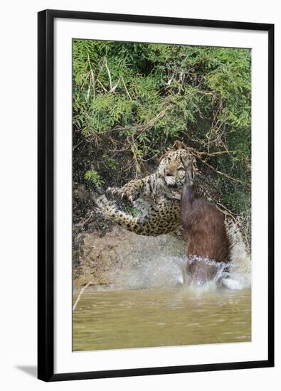 Jaguar male, hunting Capybara. Cuiaba River, Pantanal, Brazil-Jeff Foott-Framed Photographic Print