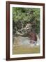 Jaguar male, hunting Capybara. Cuiaba River, Pantanal, Brazil-Jeff Foott-Framed Photographic Print