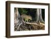 Jaguar male hunting, Pantanal, Mato Grosso, Brazil-Nick Garbutt-Framed Photographic Print