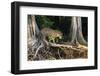 Jaguar male hunting, Pantanal, Mato Grosso, Brazil-Nick Garbutt-Framed Photographic Print