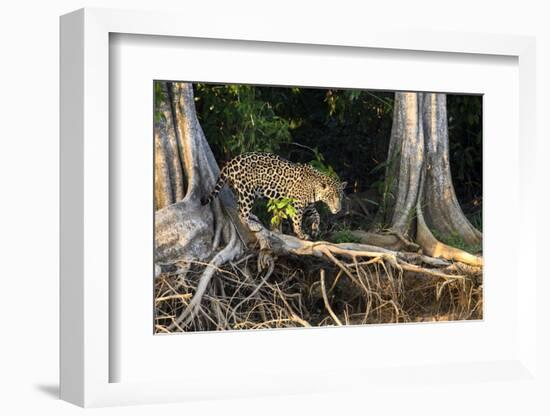 Jaguar male hunting, Pantanal, Mato Grosso, Brazil-Nick Garbutt-Framed Photographic Print