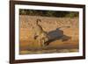 Jaguar on river bank, Cuiaba River, Pantanal Matogrossense National Park, Pantanal, Brazil-Jeff Foott-Framed Photographic Print