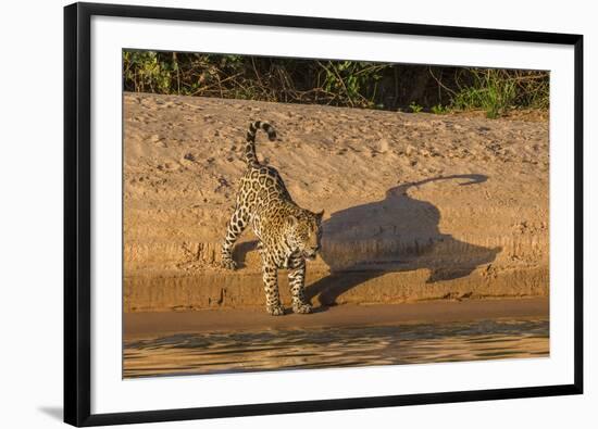 Jaguar on river bank, Cuiaba River, Pantanal Matogrossense National Park, Pantanal, Brazil-Jeff Foott-Framed Photographic Print