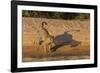 Jaguar on river bank, Cuiaba River, Pantanal Matogrossense National Park, Pantanal, Brazil-Jeff Foott-Framed Photographic Print