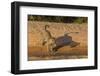 Jaguar on river bank, Cuiaba River, Pantanal Matogrossense National Park, Pantanal, Brazil-Jeff Foott-Framed Photographic Print