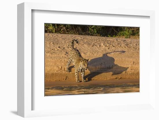 Jaguar on river bank, Cuiaba River, Pantanal Matogrossense National Park, Pantanal, Brazil-Jeff Foott-Framed Photographic Print