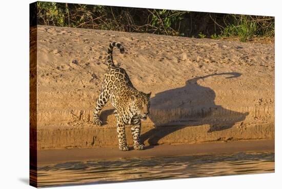 Jaguar on river bank, Cuiaba River, Pantanal Matogrossense National Park, Pantanal, Brazil-Jeff Foott-Stretched Canvas