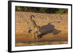 Jaguar on river bank, Cuiaba River, Pantanal Matogrossense National Park, Pantanal, Brazil-Jeff Foott-Framed Premium Photographic Print