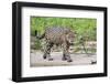 Jaguar on the prowl-Ken Archer-Framed Photographic Print