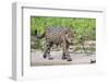 Jaguar on the prowl-Ken Archer-Framed Photographic Print