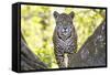 Jaguar One Year-Old Cub-null-Framed Stretched Canvas