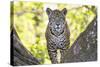 Jaguar One Year-Old Cub-null-Stretched Canvas