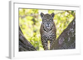 Jaguar One Year-Old Cub-null-Framed Photographic Print