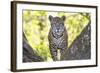 Jaguar One Year-Old Cub-null-Framed Photographic Print