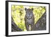 Jaguar One Year-Old Cub-null-Framed Photographic Print