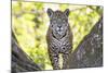 Jaguar One Year-Old Cub-null-Mounted Photographic Print