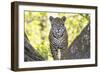 Jaguar One Year-Old Cub-null-Framed Photographic Print