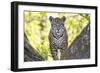 Jaguar One Year-Old Cub-null-Framed Photographic Print