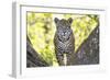 Jaguar One Year-Old Cub-null-Framed Photographic Print