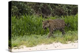 Jaguar, Pantanal, Mato Grosso, Brazil.-Sergio Pitamitz-Stretched Canvas