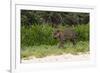 Jaguar, Pantanal, Mato Grosso, Brazil.-Sergio Pitamitz-Framed Photographic Print