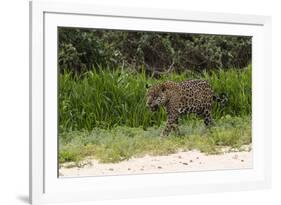 Jaguar, Pantanal, Mato Grosso, Brazil.-Sergio Pitamitz-Framed Photographic Print