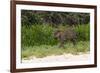 Jaguar, Pantanal, Mato Grosso, Brazil.-Sergio Pitamitz-Framed Photographic Print