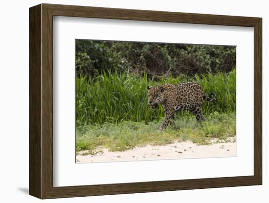 Jaguar, Pantanal, Mato Grosso, Brazil.-Sergio Pitamitz-Framed Photographic Print