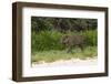 Jaguar, Pantanal, Mato Grosso, Brazil.-Sergio Pitamitz-Framed Photographic Print