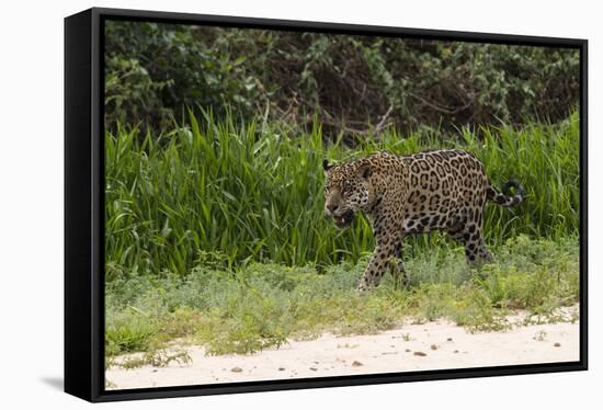 Jaguar, Pantanal, Mato Grosso, Brazil.-Sergio Pitamitz-Framed Stretched Canvas