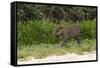 Jaguar, Pantanal, Mato Grosso, Brazil.-Sergio Pitamitz-Framed Stretched Canvas