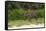 Jaguar, Pantanal, Mato Grosso, Brazil.-Sergio Pitamitz-Framed Stretched Canvas