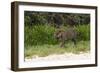 Jaguar, Pantanal, Mato Grosso, Brazil.-Sergio Pitamitz-Framed Photographic Print