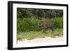 Jaguar, Pantanal, Mato Grosso, Brazil.-Sergio Pitamitz-Framed Photographic Print