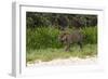 Jaguar, Pantanal, Mato Grosso, Brazil.-Sergio Pitamitz-Framed Photographic Print