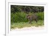 Jaguar, Pantanal, Mato Grosso, Brazil.-Sergio Pitamitz-Framed Photographic Print