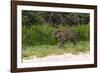 Jaguar, Pantanal, Mato Grosso, Brazil.-Sergio Pitamitz-Framed Photographic Print