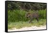 Jaguar, Pantanal, Mato Grosso, Brazil.-Sergio Pitamitz-Framed Stretched Canvas