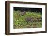 Jaguar, Pantanal, Mato Grosso, Brazil.-Sergio Pitamitz-Framed Photographic Print