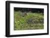 Jaguar, Pantanal, Mato Grosso, Brazil.-Sergio Pitamitz-Framed Photographic Print