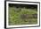 Jaguar, Pantanal, Mato Grosso, Brazil.-Sergio Pitamitz-Framed Photographic Print