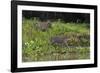 Jaguar, Pantanal, Mato Grosso, Brazil.-Sergio Pitamitz-Framed Photographic Print