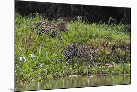 Jaguar, Pantanal, Mato Grosso, Brazil.-Sergio Pitamitz-Mounted Photographic Print