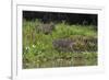 Jaguar, Pantanal, Mato Grosso, Brazil.-Sergio Pitamitz-Framed Photographic Print