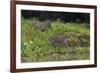 Jaguar, Pantanal, Mato Grosso, Brazil.-Sergio Pitamitz-Framed Photographic Print