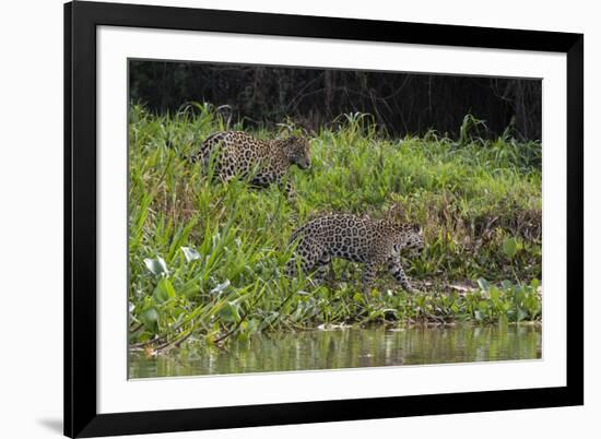 Jaguar, Pantanal, Mato Grosso, Brazil.-Sergio Pitamitz-Framed Photographic Print