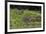 Jaguar, Pantanal, Mato Grosso, Brazil.-Sergio Pitamitz-Framed Photographic Print