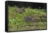 Jaguar, Pantanal, Mato Grosso, Brazil.-Sergio Pitamitz-Framed Stretched Canvas